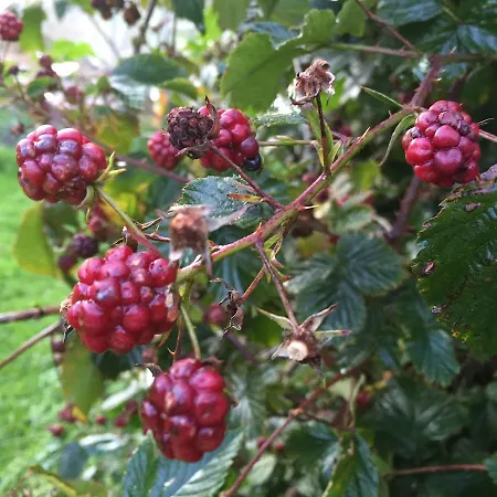 Alsbrogaard Bramming
